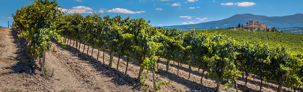 Vineyards in Tuscany