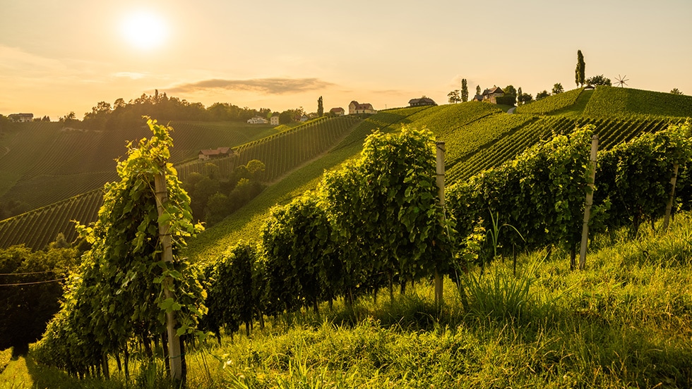 Wineries in Tuscany